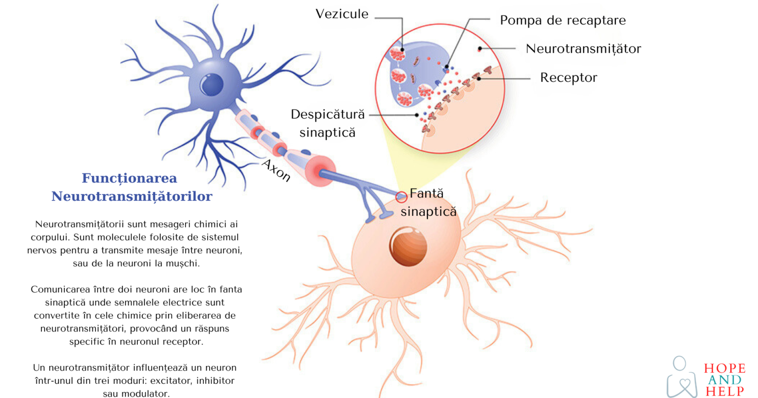 Află cum funcționează neurotransmițătorii