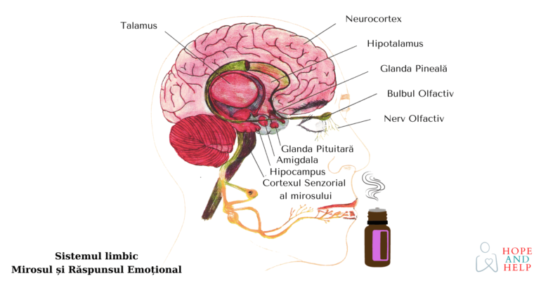 Sistemul limbic și aromaterapia